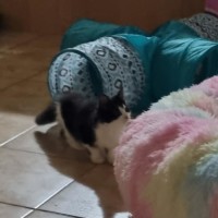 Photo of Millie Meet Me@Petstock Keysborough Store 