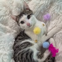 Photo of Kobi