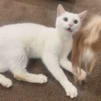 Photo of Snowy