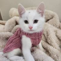 Photo of Freckle