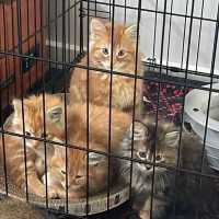 Photo of Ezra **2nd Chance Cat Rescue**