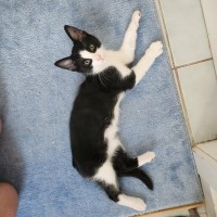 Photo of Tillie