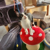 Photo of Tillie