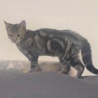 Photo of Waylon