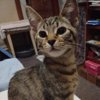 Photo of Spike *9 Lives Project Rescue*