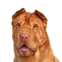 Photo of Symba