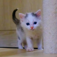 Photo of C1448 Snowflake