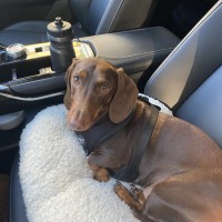 Photo of Henry