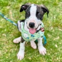 Photo of Chicken Pot Pie