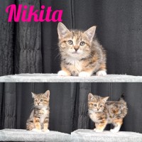 Photo of Kiki And Nikita
