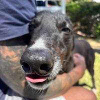 Photo of Nosey