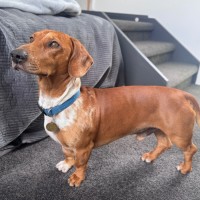 Photo of Snickerdoodle