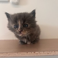 Photo of C1474 Genevieve