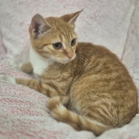 Photo of Loki