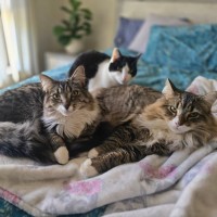 Photo of Fester & Gomez (Located In Wantirna South)