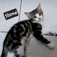 Photo of Stone