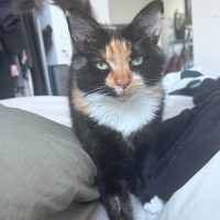 Photo of Bella 🐾 
