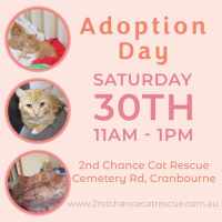 Photo of Quill **2nd Chance Cat Rescue**