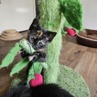 Photo of Mona Lisa **2nd Chance Cat Rescue**