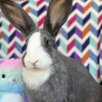 Photo of Masiy (Located In Wantirna South)