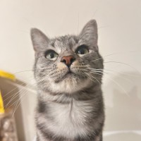 Photo of Grey