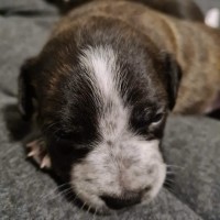 Photo of Holly