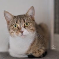 Photo of Jessica **2nd Chance Cat Rescue**