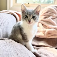 Photo of Rue