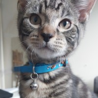 Photo of Pudding ^^Dandy Cat Rescue^^