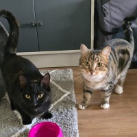 Photo of Maize & Sultana (Located Wantirna)