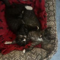 Photo of Mittens, Socks,  Oreo, Felix 