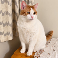 Photo of Leo