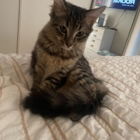 Photo of K1596 Kiki