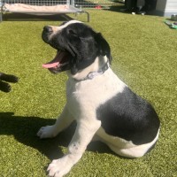 Photo of D1189 Daisy Cow