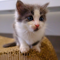 Photo of C1447 Silvester