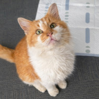 Photo of Ginge * 9 Lives Project Rescue*