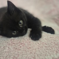Photo of Pantha