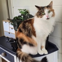 Photo of Primrose (Located In Wantirna South)