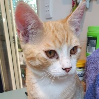 Photo of Smudge
