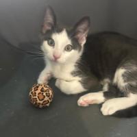 Photo of Mittens, Socks,  Oreo, Felix 