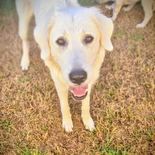 Luna - Maremma Sheepdog