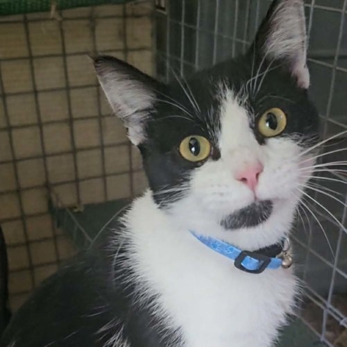 Hemmie - Domestic Short Hair (DSH) Cat