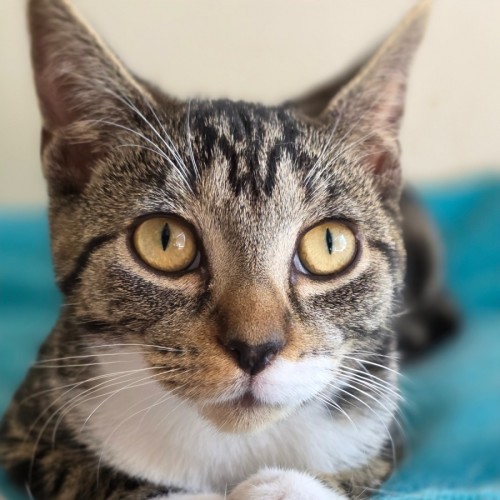 Betty - Domestic Short Hair (DSH) Cat