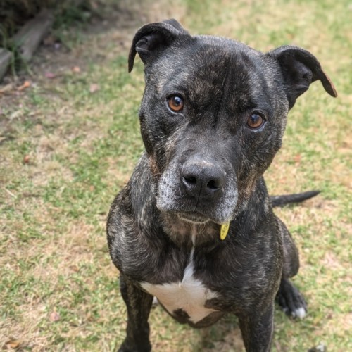 Tonka - American Staffordshire Terrier Dog