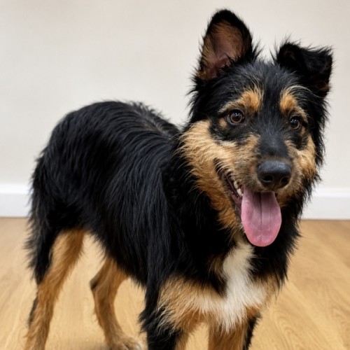 Kingston - Australian Shepherd x Border Collie Dog