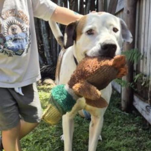 Baxter - Australian Cattle Dog