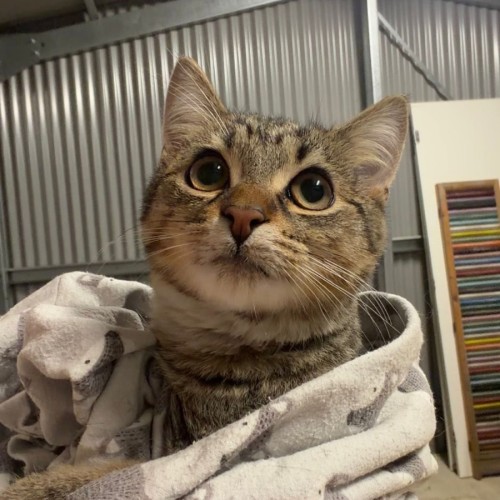 Oak - Domestic Short Hair (DSH) Cat
