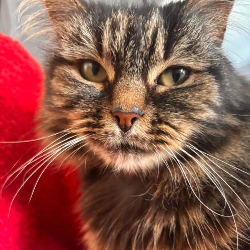 Lola - Domestic Medium Hair (DMH) Cat