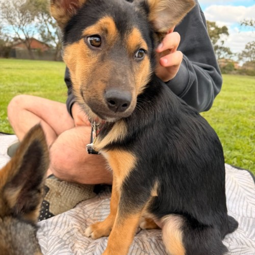 Kasabian  - Australian Kelpie x German Shepherd Dog