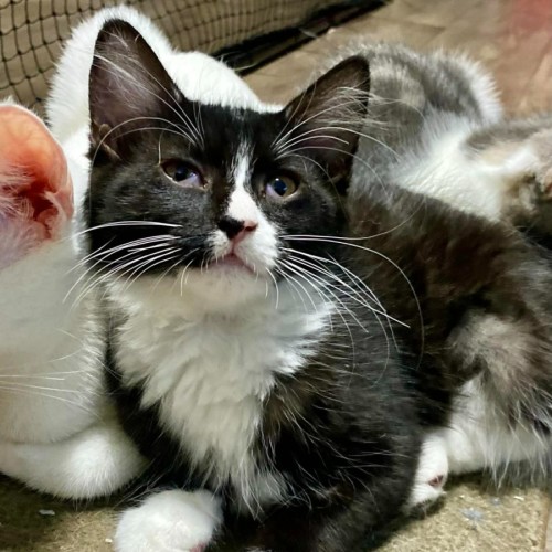 Aster - Domestic Medium Hair (DMH) Cat